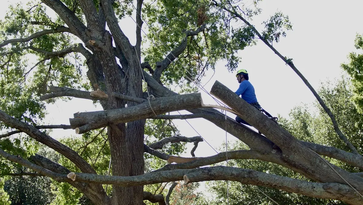 Professional Crown Thinning performed by certified arborists in Gloster